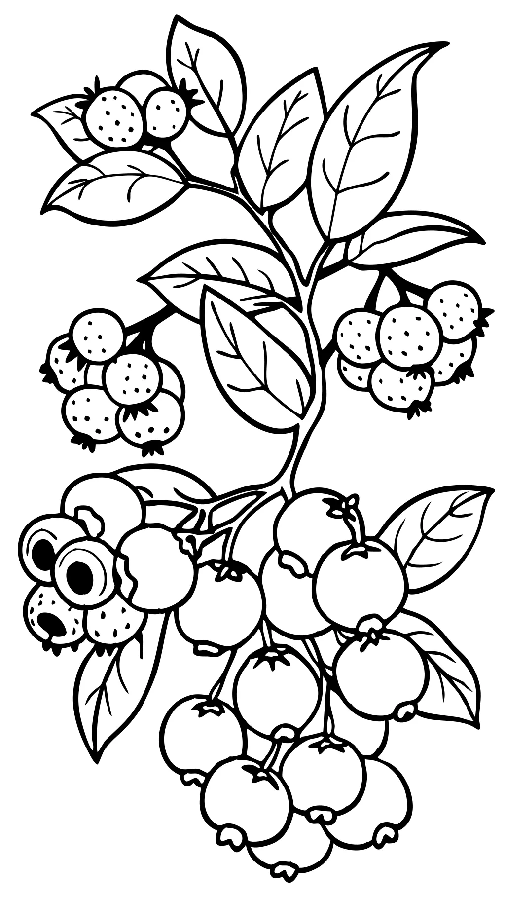 blueberries coloring page